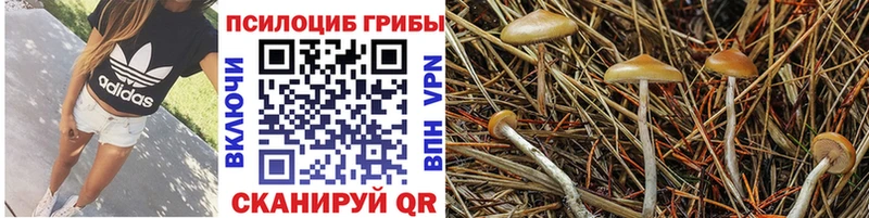 Псилоцибиновые грибы Psilocybine cubensis Приморск